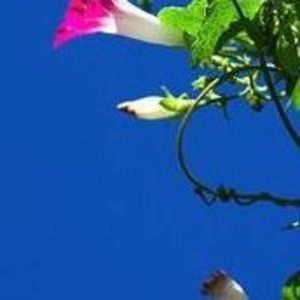 Meet your Posher, Samuel